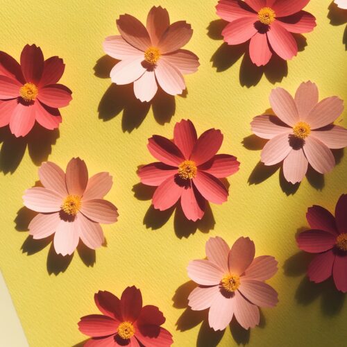Paper Cosmos Flower Template